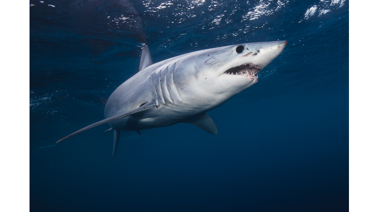 Underwater view of shortfin mako shark (Isurus oxyrinchus) swimming in sea, West Coast, New Zealand