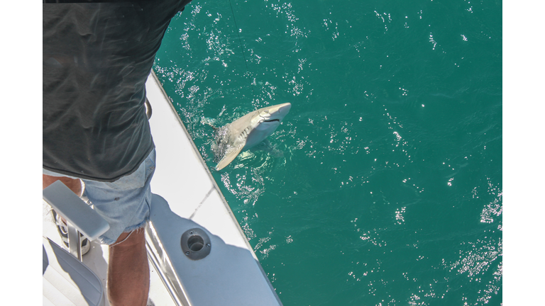 Catching sharks - fisherman in cut-off jeans shorts standing on the deck of a boat pulls a small shark out of the water with a hook in his mouth