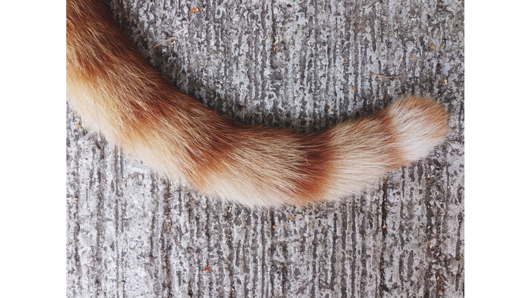 Cropped Image Of Ginger Cat Tail