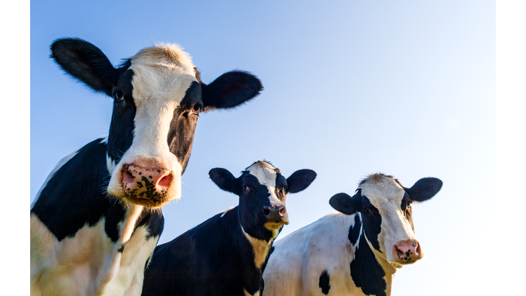 Holstein cows in the pasture