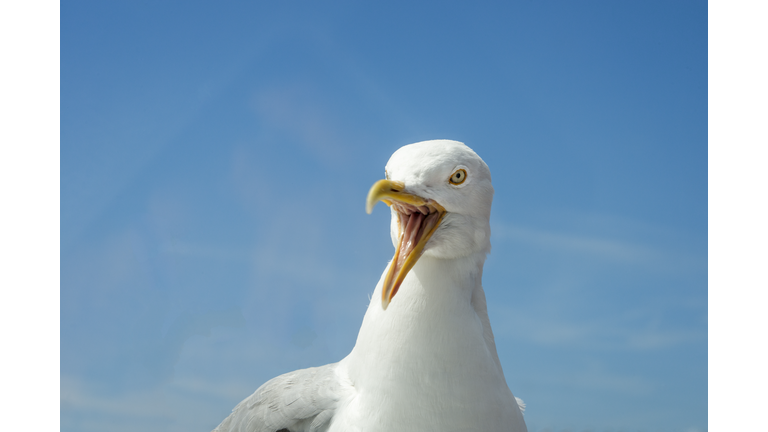 Angry Seagull