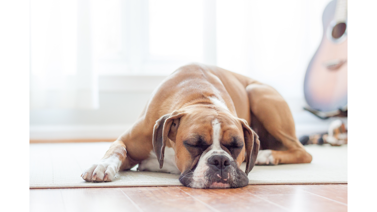 Boxer puppy sleeping on the floor