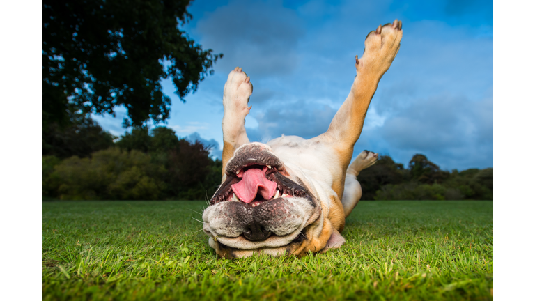 Dog running in a field