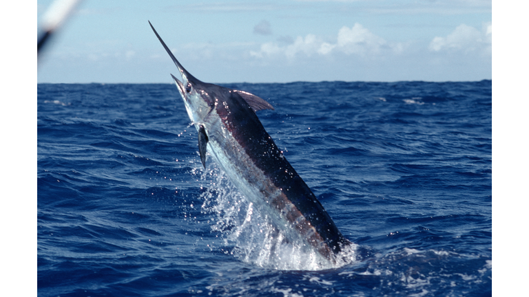Blue Marlin jumping out of ocean