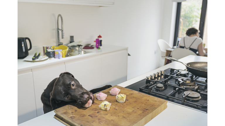 Dog stealing cakes from kitchen