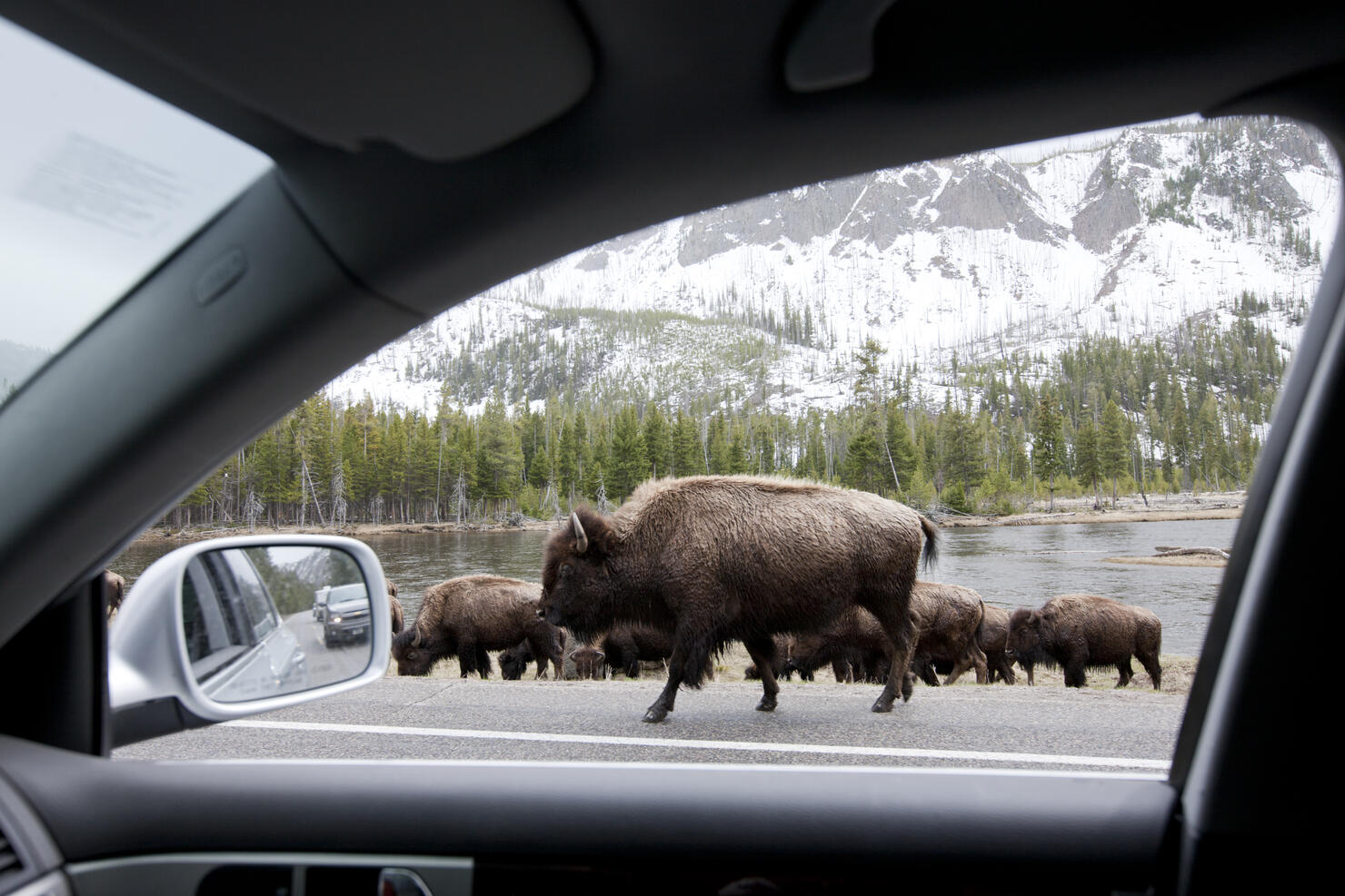 Bishon, Yellowstone National Park.