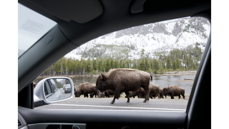 Bishon, Yellowstone National Park.