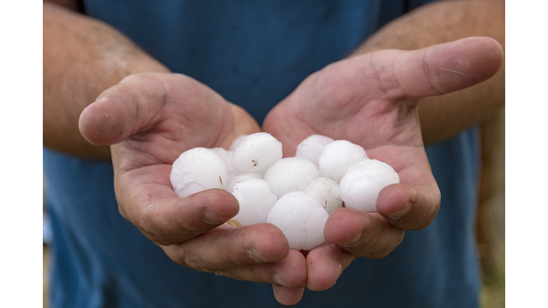 Lange hail being held in hands, Colorado, USA