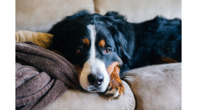 Sad dog, sad dog face, Bernese Mountain Dog, Sadness, Depression