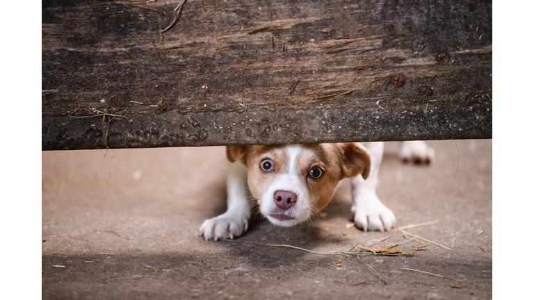 Scared Dog
