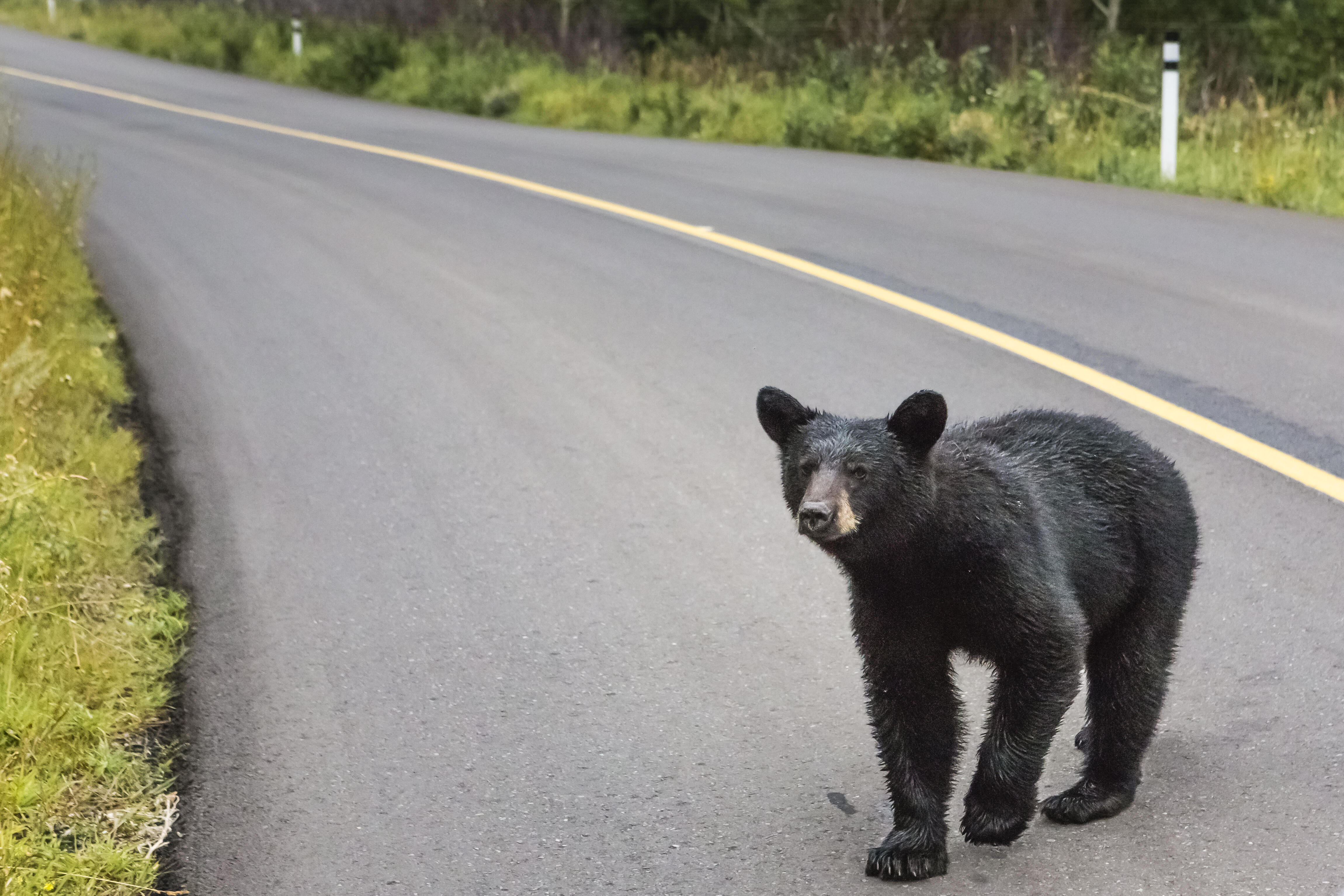 Bear out перевод. Running away from Bear.