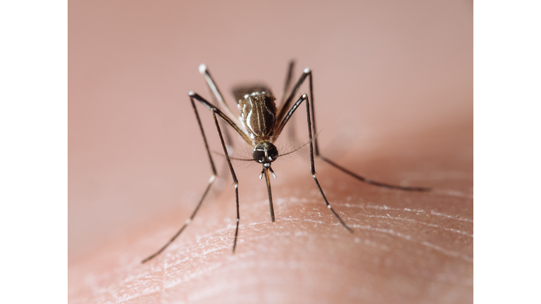 Aedes aegypti frontal macro (yellow fever mosquito / mosquito da dengue)