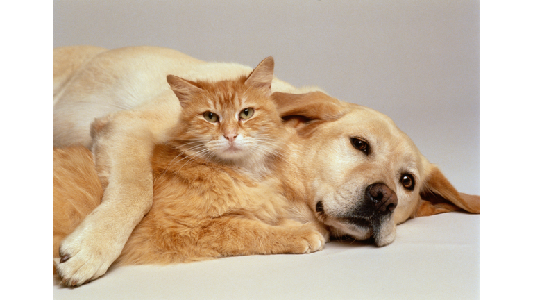 CAT AND DOG TOGETHER