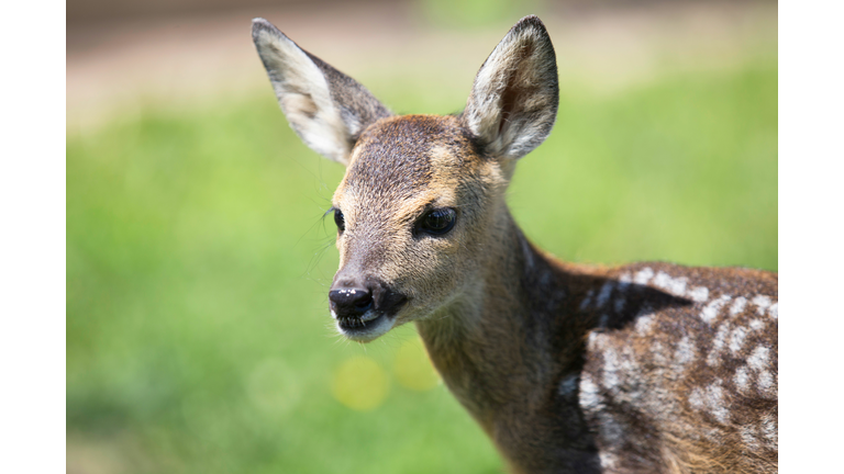 baby deer