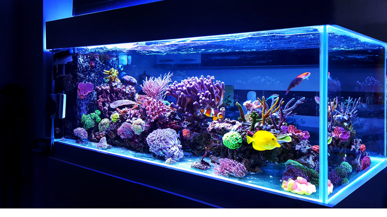 Saltwater coral reef aquarium fish tank