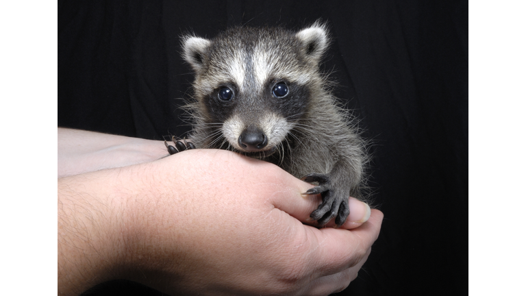 Clearwater Police Arrest Woman for Drugs and Find a Baby Raccoon in Her Bag