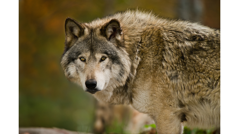 Gray wolf