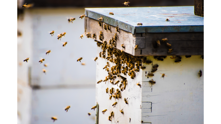 Bees returning to a beehive, Vancouver, British Columbia, Canada