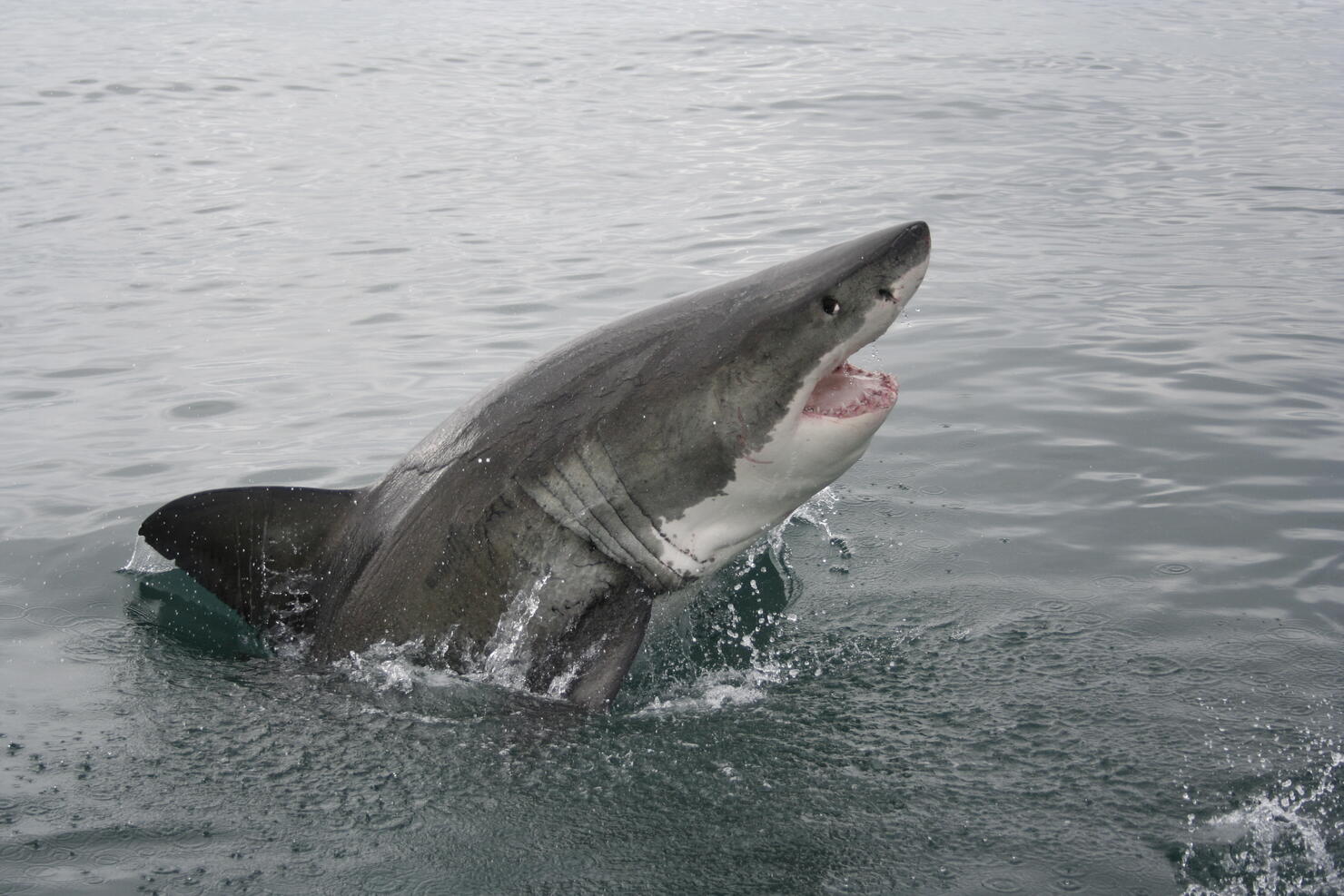 Great White Shark