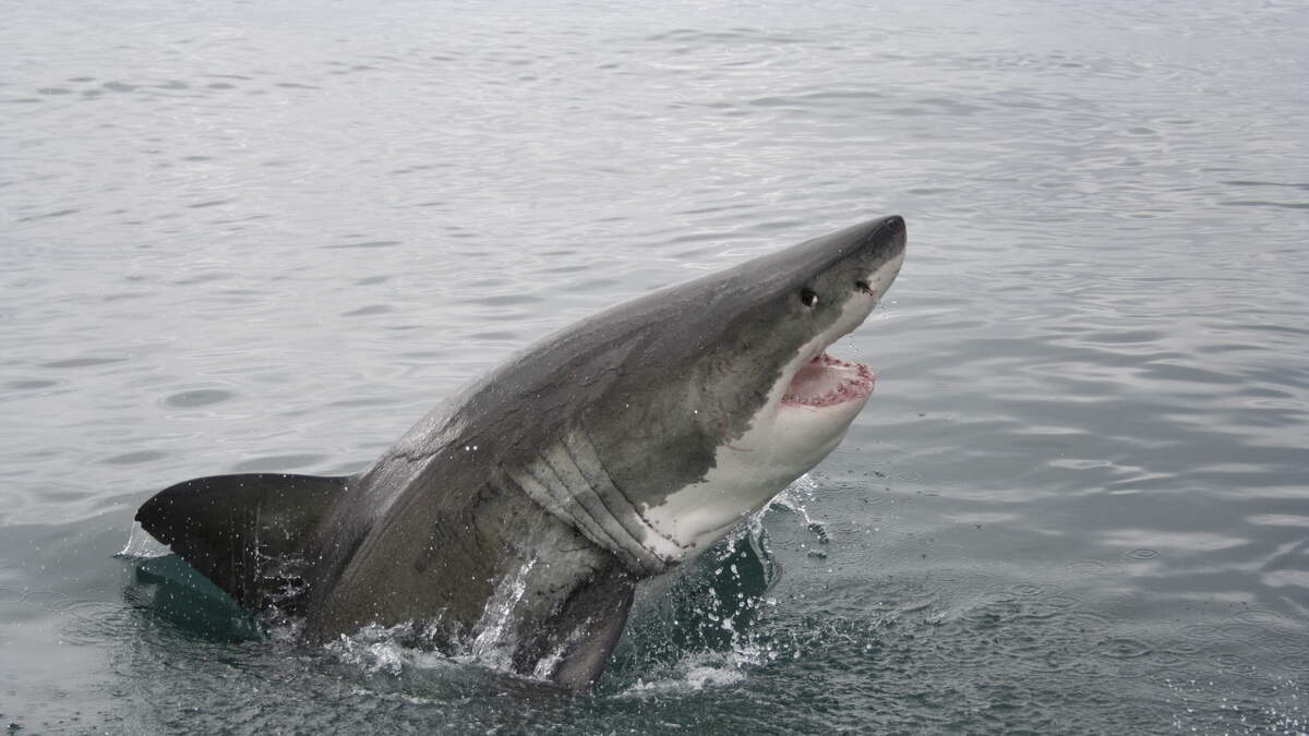 Bruin The Baby Great White Shark Spotted Near NYC