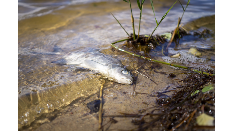 Dead fish lying beached on sand in the shallows