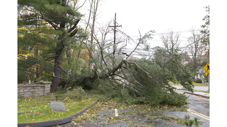 Crushed power line caused by fallen tree during Hurricane