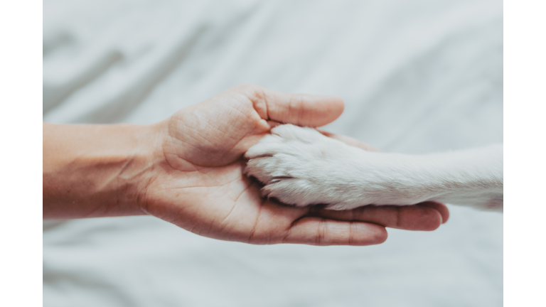 Close-Up Of Human Hand Holding Paw