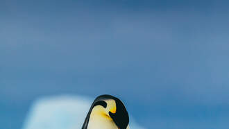 Little Penguin Leaps Broken Ice To Rejoin Family