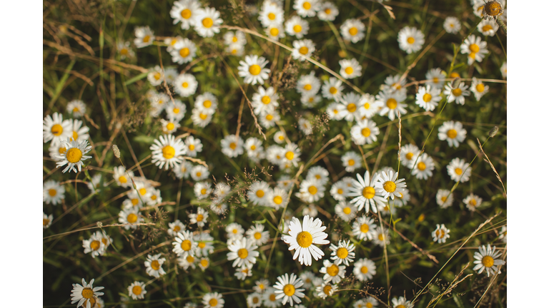 Natural & Herbal Medicines