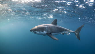 Massive Great White Shark "Contender" Near Atlantic City
