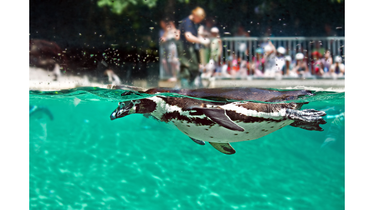 Freestyle swimming