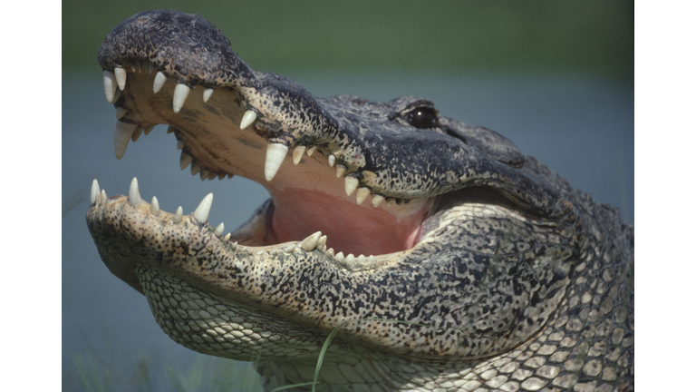 Alligator portrait close up