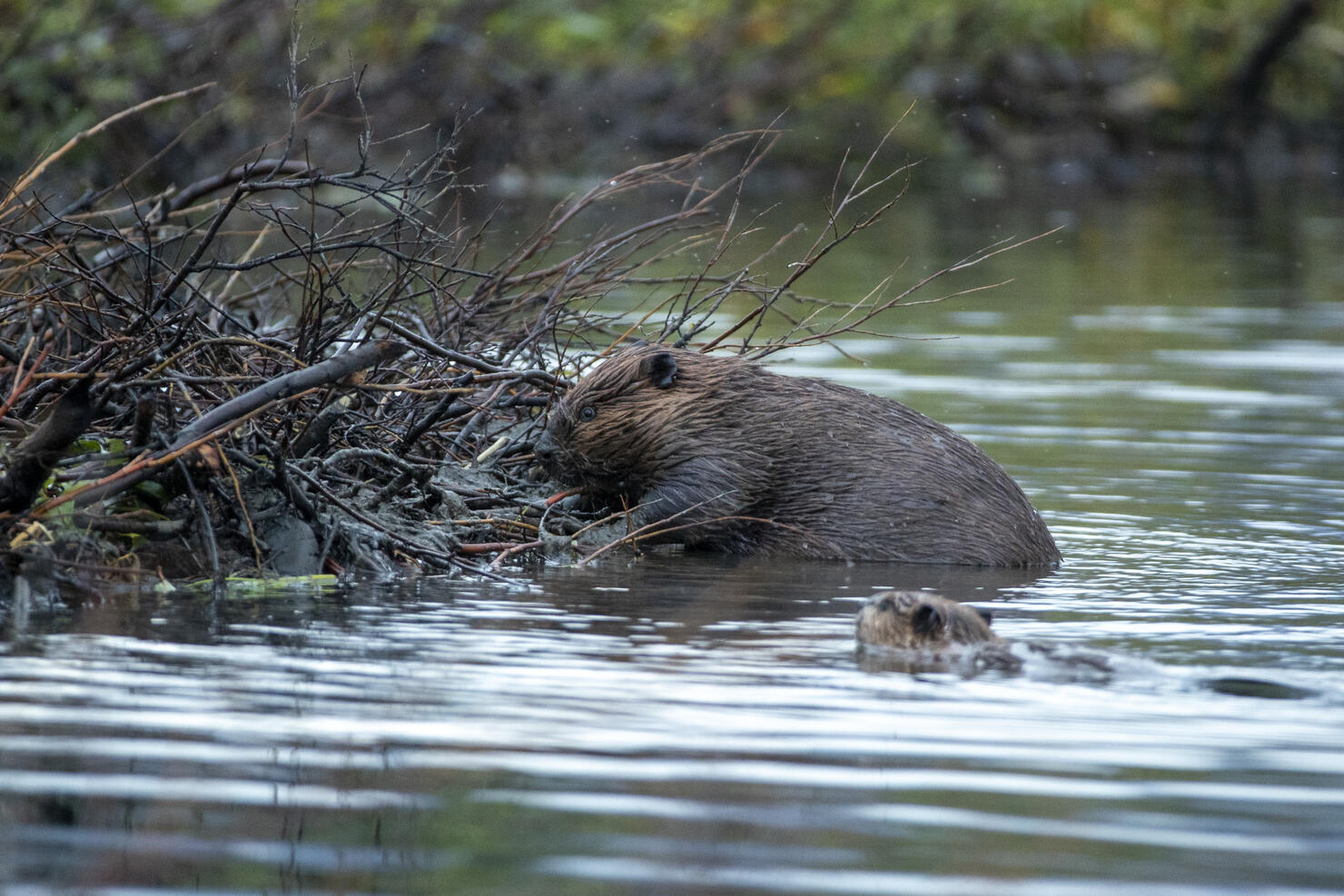 American Beaver at dam, eating, in water