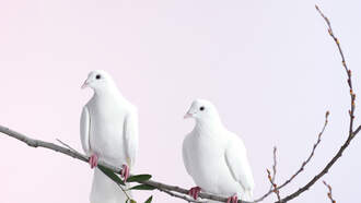 The 12 Days Of Christmas - Real World Reaction - Hope You Like Birds!!