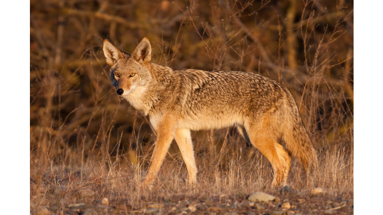 Golden coyote