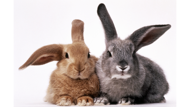 BROWN AND GRAY BUNNIES