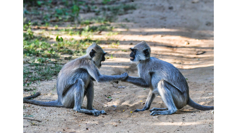 Sri Lankan Tufted Gray Langurs (Semnopithecus priam) Grooming