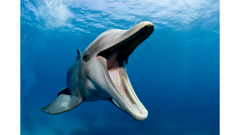 Atlantic bottlenose dolphin, Tursiops truncatus