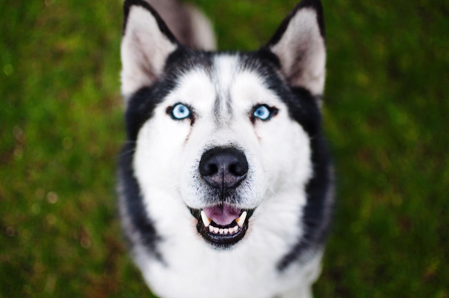 High Angle View Of A Husky