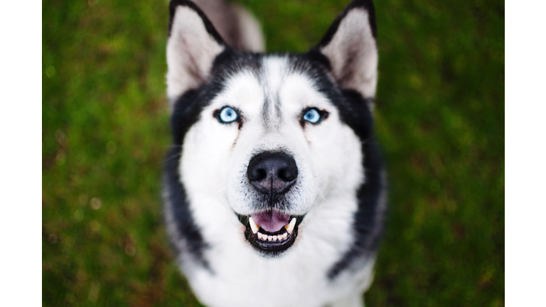 High Angle View Of A Husky