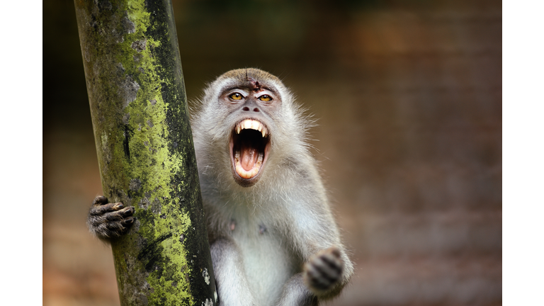 Angry Monkey