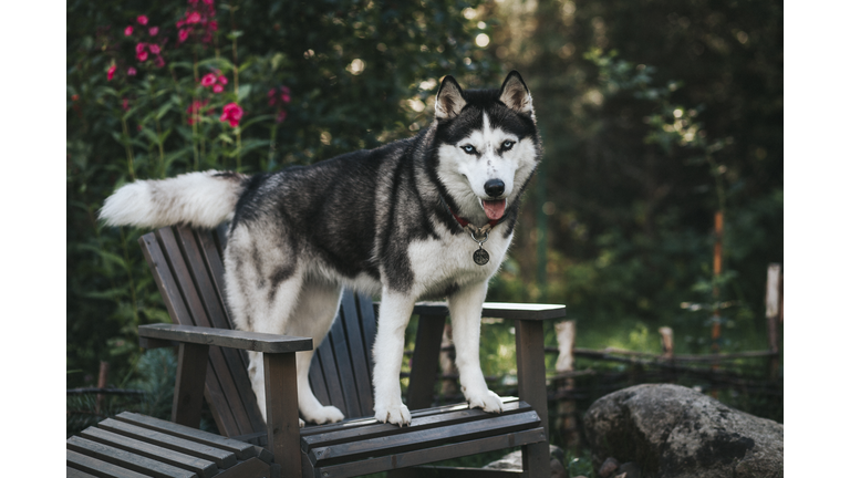 Dog in the morning garden