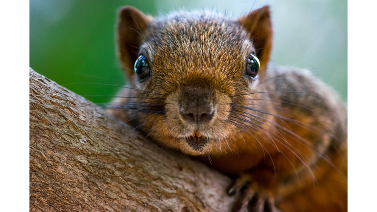 Close-Up Portrait Of Squirrel On Tree