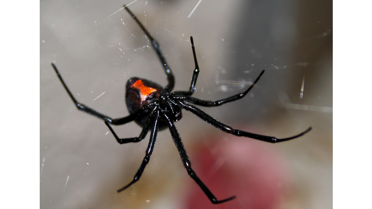 Black widow spider