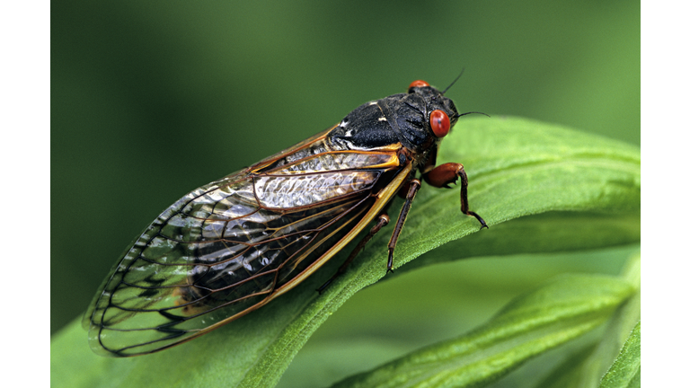 Periodical Cicada, Adult, Magicicada spp. Requires 17 years to complete development. Nymph splits its skin, and transforms into an adult. Feeds on sap of tree roots. Northern Illinois Brood. This brood is the largest emergence of cicadas anywhere