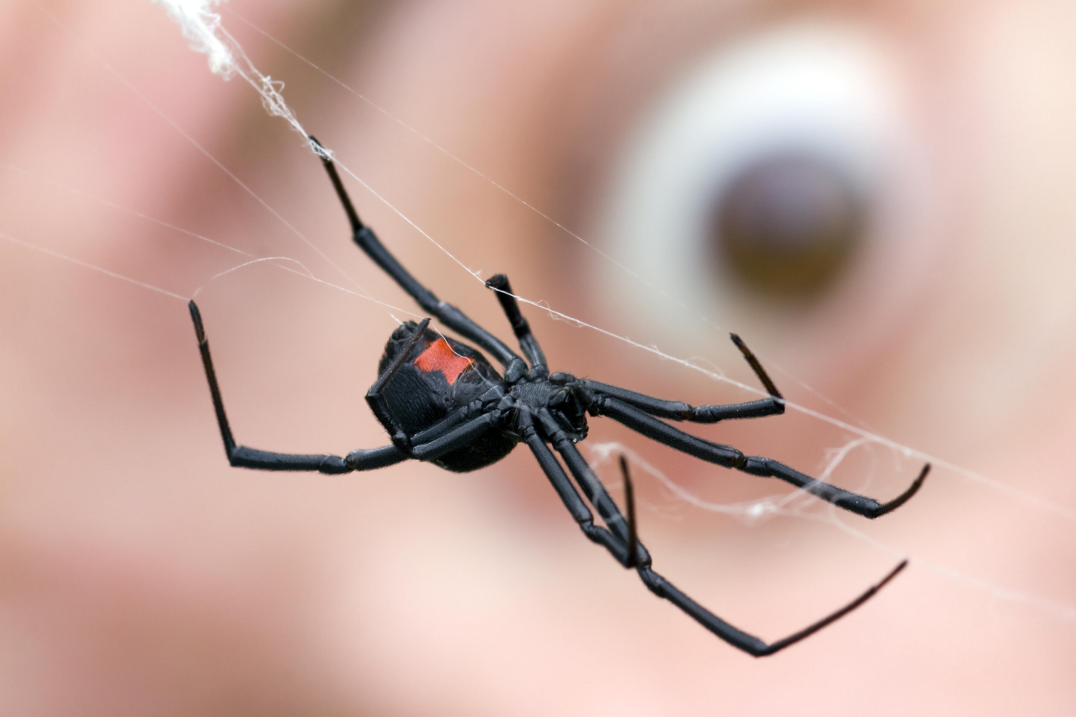 More Black Widow Spiders Are Being Spotted In Denver HITS 95 7 JR   5f90940985fe21e085ff1ec2