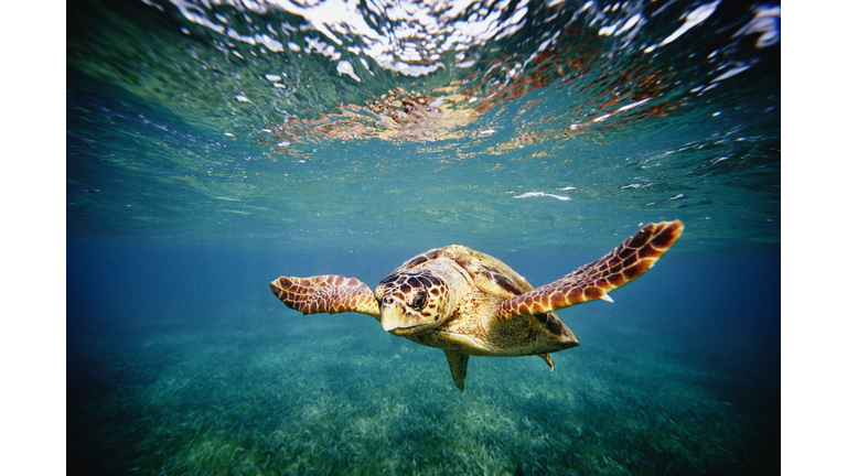 Loggerhead sea turtle swimming in Caribbean Sea