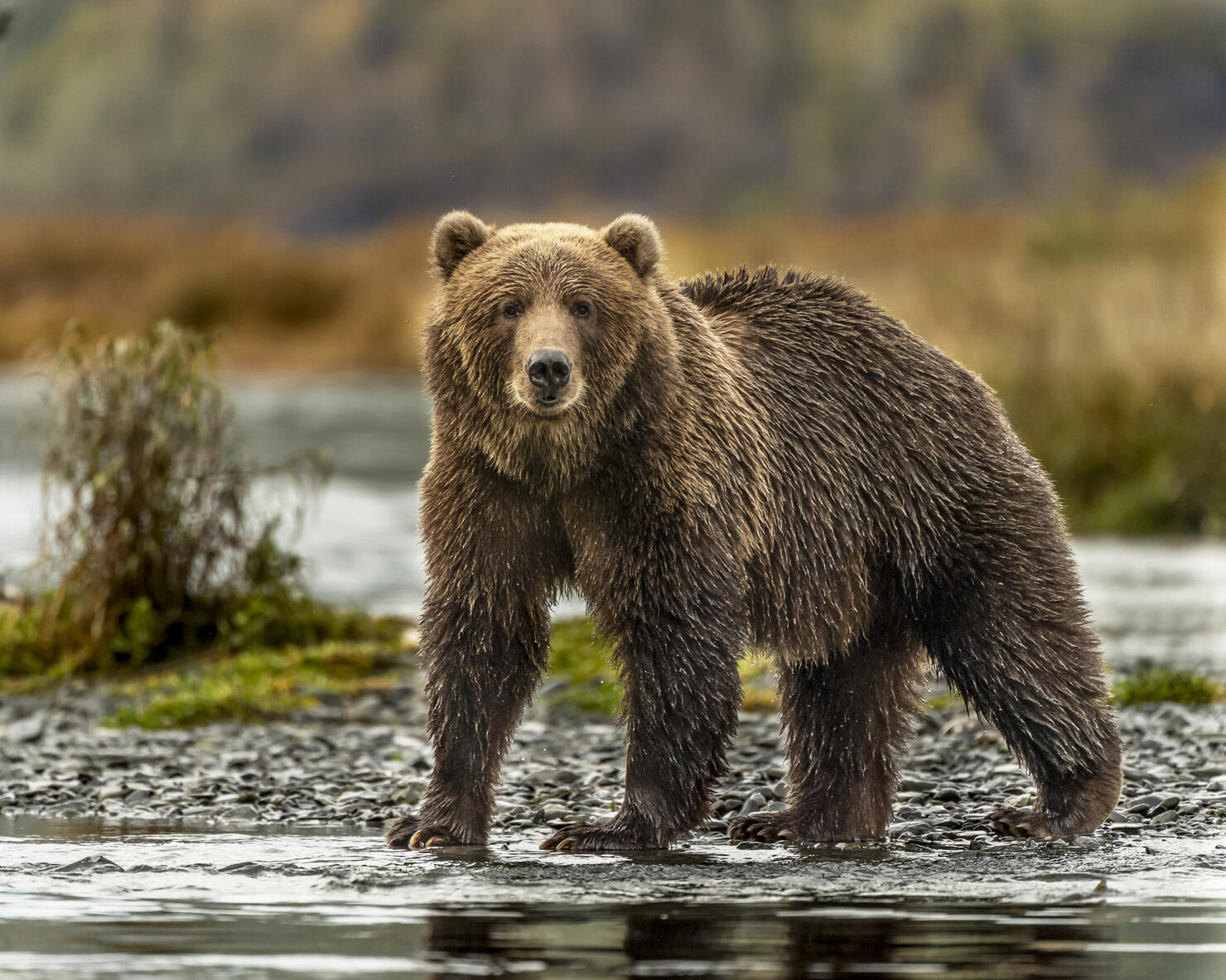 Kodiak Grizzly Bears