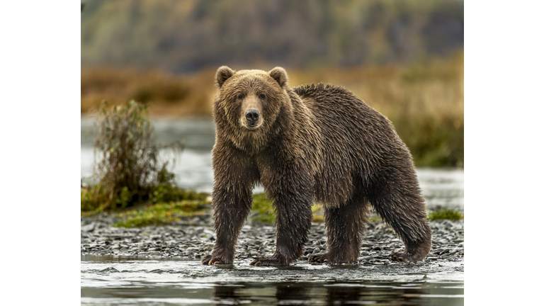 Kodiak Grizzly Bears