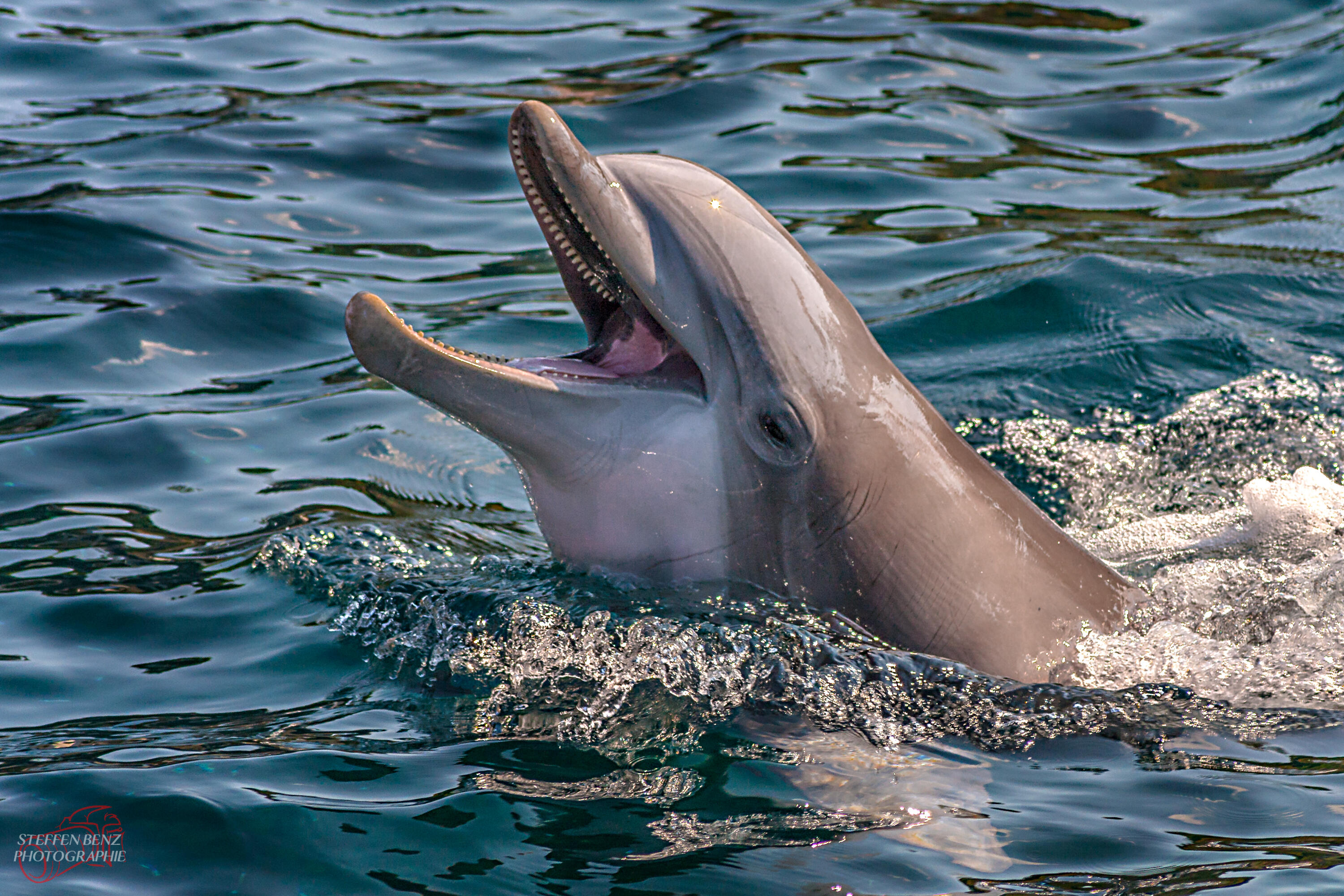 Dolphin Attacks Trainer During Miami Seaquarium Show